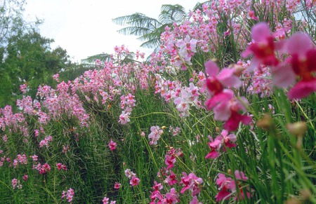 Singapore Orchid Garden - singapore, orchids, garden, wild