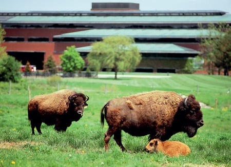 Buffalos on the farm - field, buffalos, farm buildings, grass