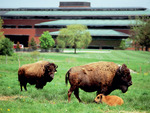 Buffalos on the farm