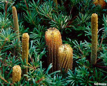 Golden Bansias - golden banksia flowers, native plant, australia