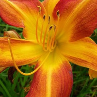 Orange Lilly