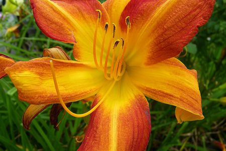 Orange Lilly - orange, lilly, flower, petals