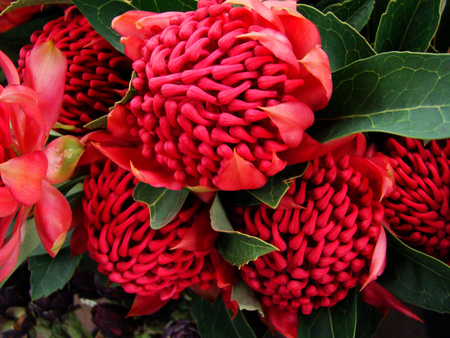 Waratah Flowers - waratah tree, native plants, australia, red flowers