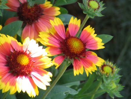 Blanket Flowers - upclose, blanket flowers, garden