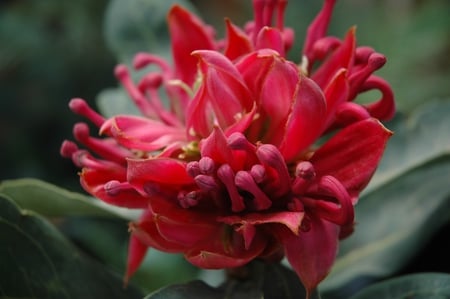 Vibrant Waratah Flower - red waratah flower, native plant, australia