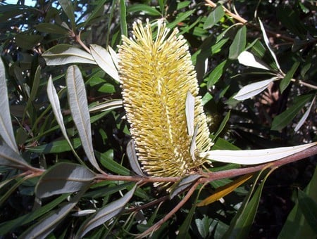 Banksia Flower - flower, golden banksia, native plant, australia