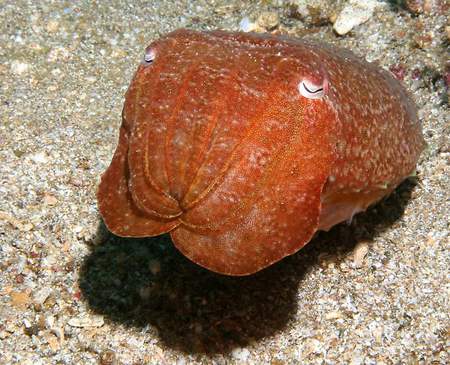 Cuttle Fish - under water creature, slug, red, cuttle fish