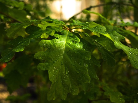 Oak Leaves - green, oak leaves