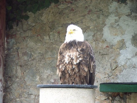 Majestic - eagle, bird