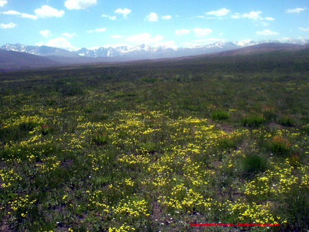 Deosi Skardu Pakistan 3 - pakistan, photos, beautiful, pics, skardu, khadimskardu, deosi, baltistan