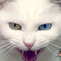 cat it dark