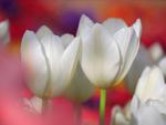 57 5bmi9com5d tulip flower wallpaper3351x768.jpg