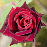 rose hd