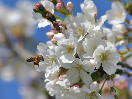 springtime bee - bee, nature, hot, plants, springtime