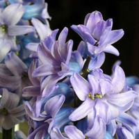 Ajuga Blue-Purple