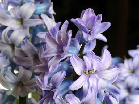 Ajuga Blue-Purple - nature, purple, blue, flowers, ajua