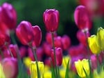 Tulip Field