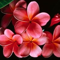 Pink Plumerias