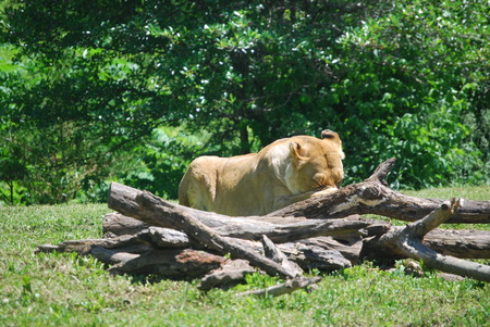 Please No Pictures - lions, zoo, animals