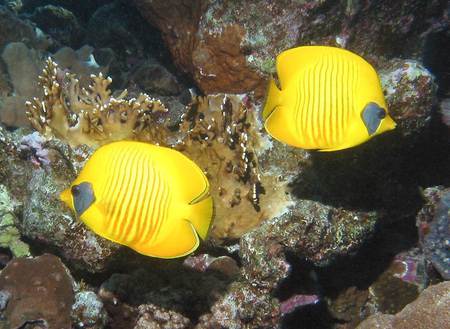 Butterfly Fishes - butterfly fishes, yellow, fish, two