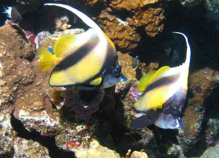 Banner Fishes - stripe, two, yellow and black, fishes, under water creature