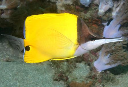 Butterfly Fish - under water creature, long nose, yellow, fish