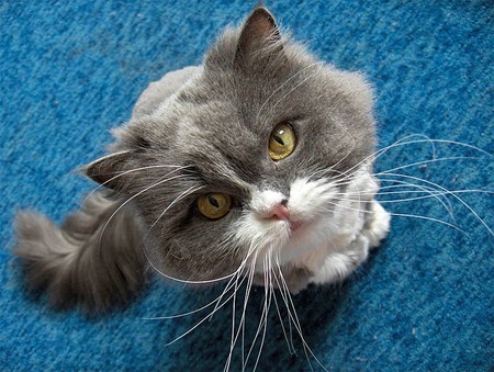 Can I Haz Treats? - close ups, blue, photography, cats, animals