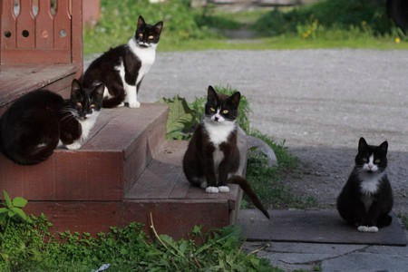 Four Cool Guys - cats, green, animals, photography