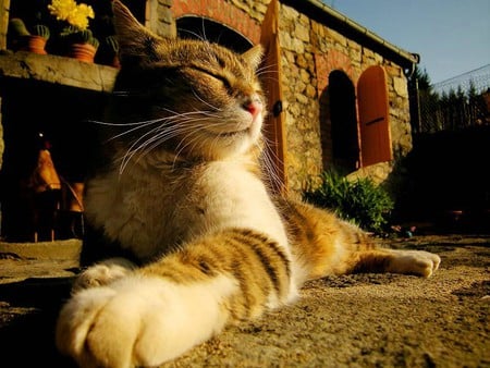 Lovin the Sun - koty, sunlight, nature, cats, animals