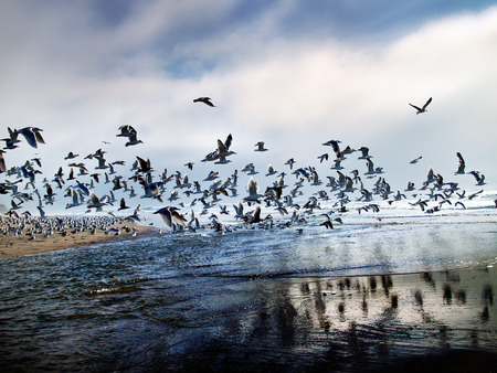 The Flocks - birds, ocean, blue, sky