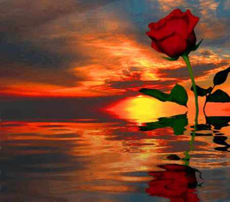 sunset rose reflection. jpg - nature, water, sunset, rose