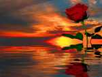 sunset rose reflection. jpg