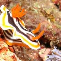 Chromodoris Magnifica