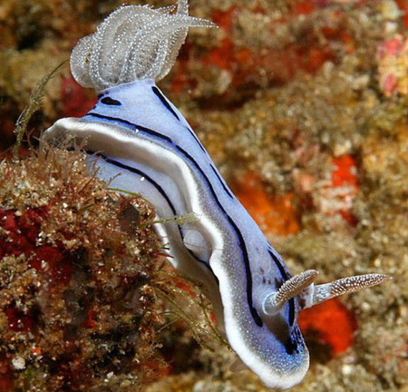 Chromodoris Willani - under water creature, jelly fish, reefs, mollusk