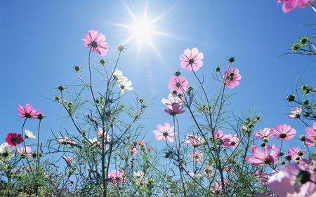 Flower sunburst - flowers, sunshine, cosmos, sky