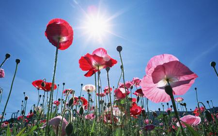 corn poppys - flowers, poppy, field, sky