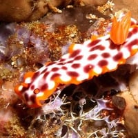 Hypselodoris purpureomaculosa