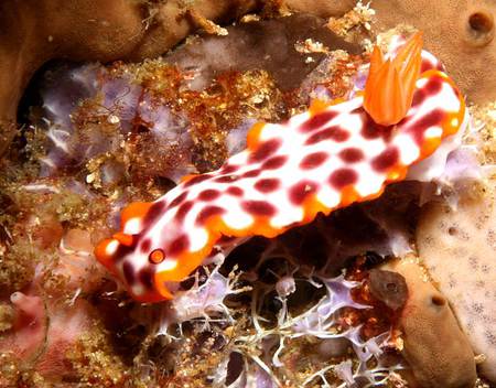 Hypselodoris purpureomaculosa - reefs, sea slug, jelly fish, under water creature, mollusk