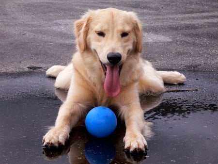 Juno and ball - water, ball, dog, golden retriever, tongue