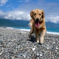 Juno at the beach