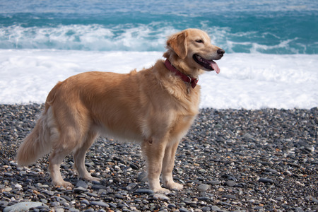 Juno still at the beach - dog, golden retriever, beach