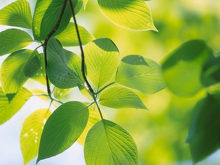 Vista Plant - leaves, nature, green, windows vista