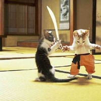 Kung FU CATS