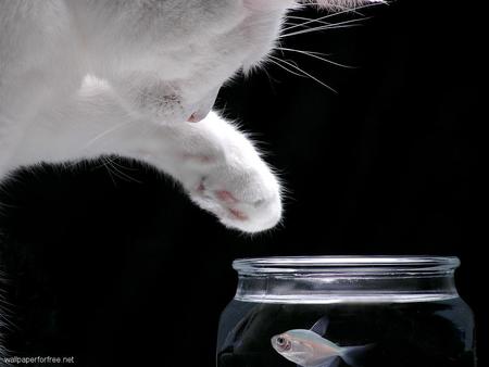 Cat gone fishing - white cat, black, fish, bowl