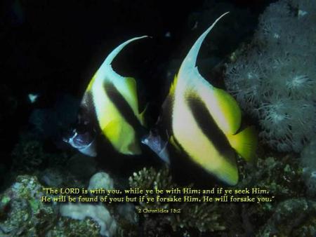 Fish - christian, black, yellow, underwater, scripture