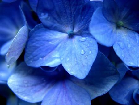 Blue hydrangea - flowers, blue, dew