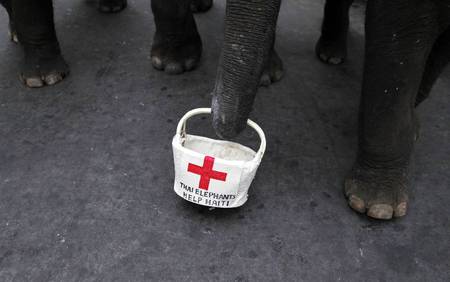 Even elephants want to help those in Hati - elephants, animals