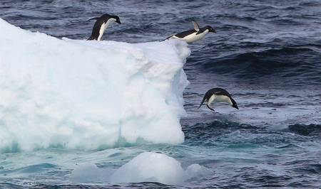 Penquins Taking A Dip