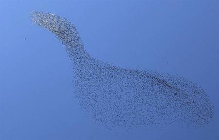 Birds of a Feather - animals, birds, flock