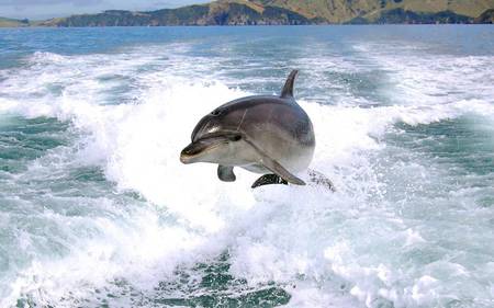 Taking a leap - dolphins, animals